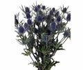 Blue Thistle